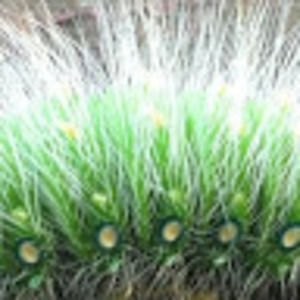 Meet your Posher, Xoel